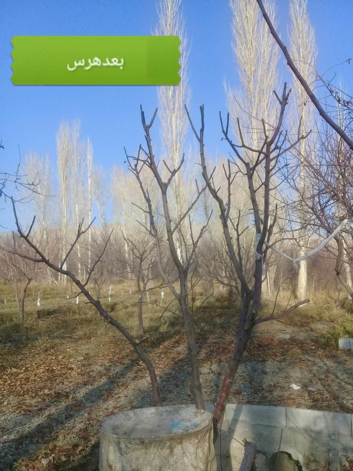 کلیه خدمات باغبانی|خدمات باغبانی و درختکاری|تبریز, |دیوار