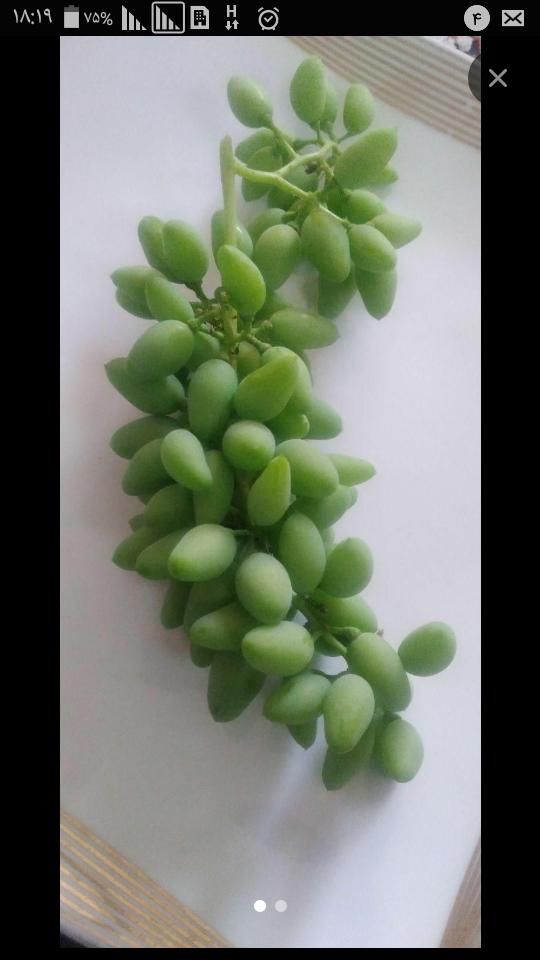 غوره ابدارباب ابغوره|خوردنی و آشامیدنی|کرمانشاه, |دیوار