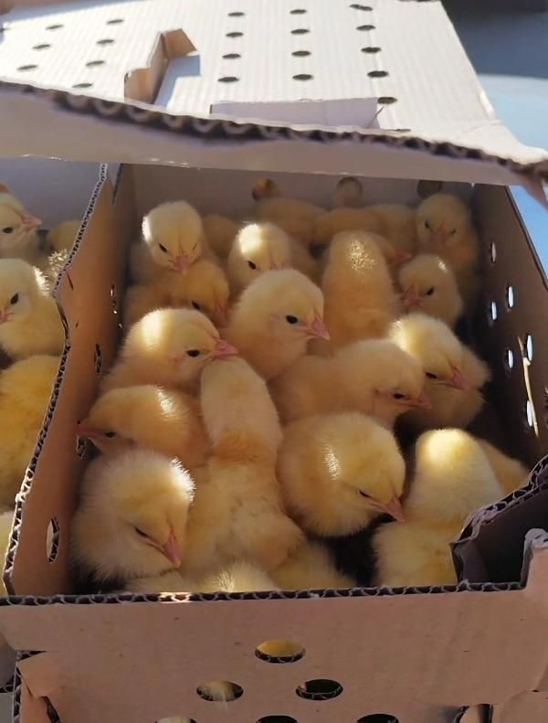 جوجه گوشتی راس 308|حیوانات مزرعه|گرگان, |دیوار