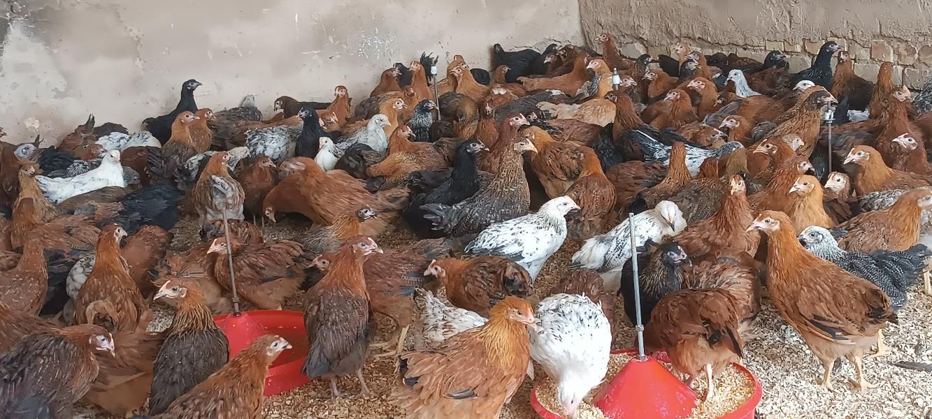 انواع جوجه مرغ گلپایگانی اصل سنین مختلف|پرنده|نجف‌آباد, پادگان عاشورا|دیوار