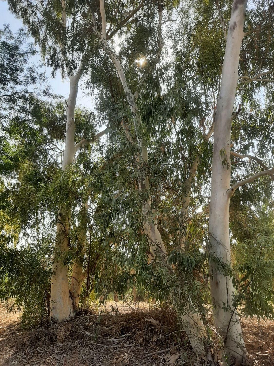 خریدار انواع درخت و قطع نخل|خدمات باغبانی و درختکاری|بوشهر, |دیوار