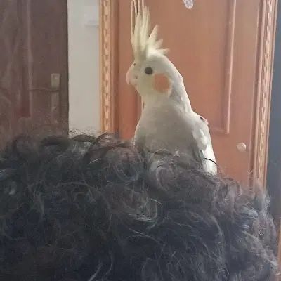 عروس هلندی خاکستری|پرنده|مشهد, کارمندان دوم|دیوار
