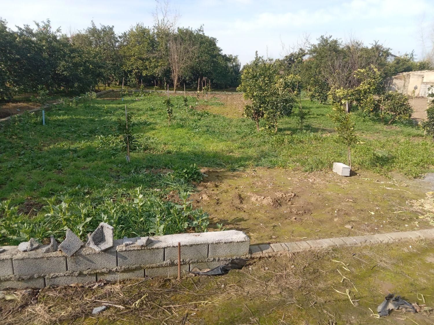 فروش نقدواقساط زمین خانه سرا۴۶۸ متری|فروش زمین و ملک کلنگی|قائمشهر, |دیوار