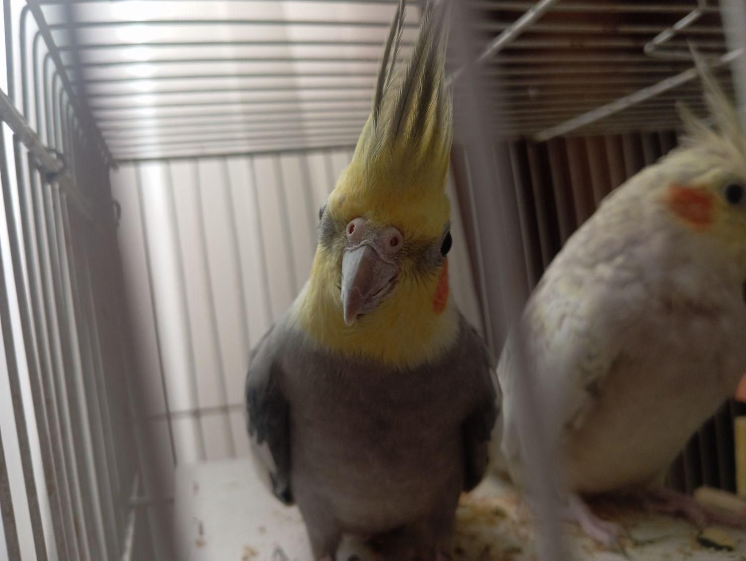 عروس هلندی|پرنده|کرمان, |دیوار