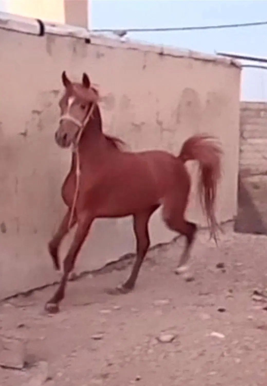 اسب نژاددار چستر، ۳ ساله، با برگه فدراسیون|اسب و تجهیزات اسب‌سواری|قم, انسجام|دیوار