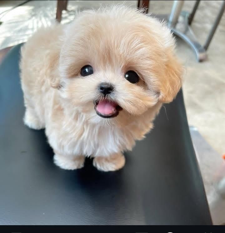 توله سگ لهاساپسو تبتی|سگ|تهران, جنتآباد جنوبی|دیوار