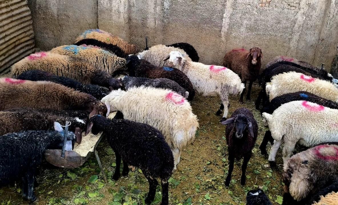 50٪تخفیف فقط تاآخرهفته/گوسفند ضمانتی*زنده/خونی|حیوانات مزرعه|مشهد, عبادی|دیوار