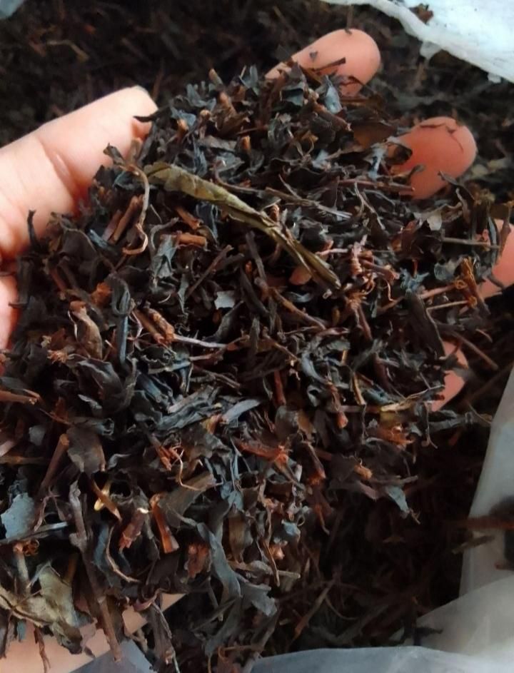 چای قلم امساله|خوردنی و آشامیدنی|لاهیجان, لاشیدان|دیوار