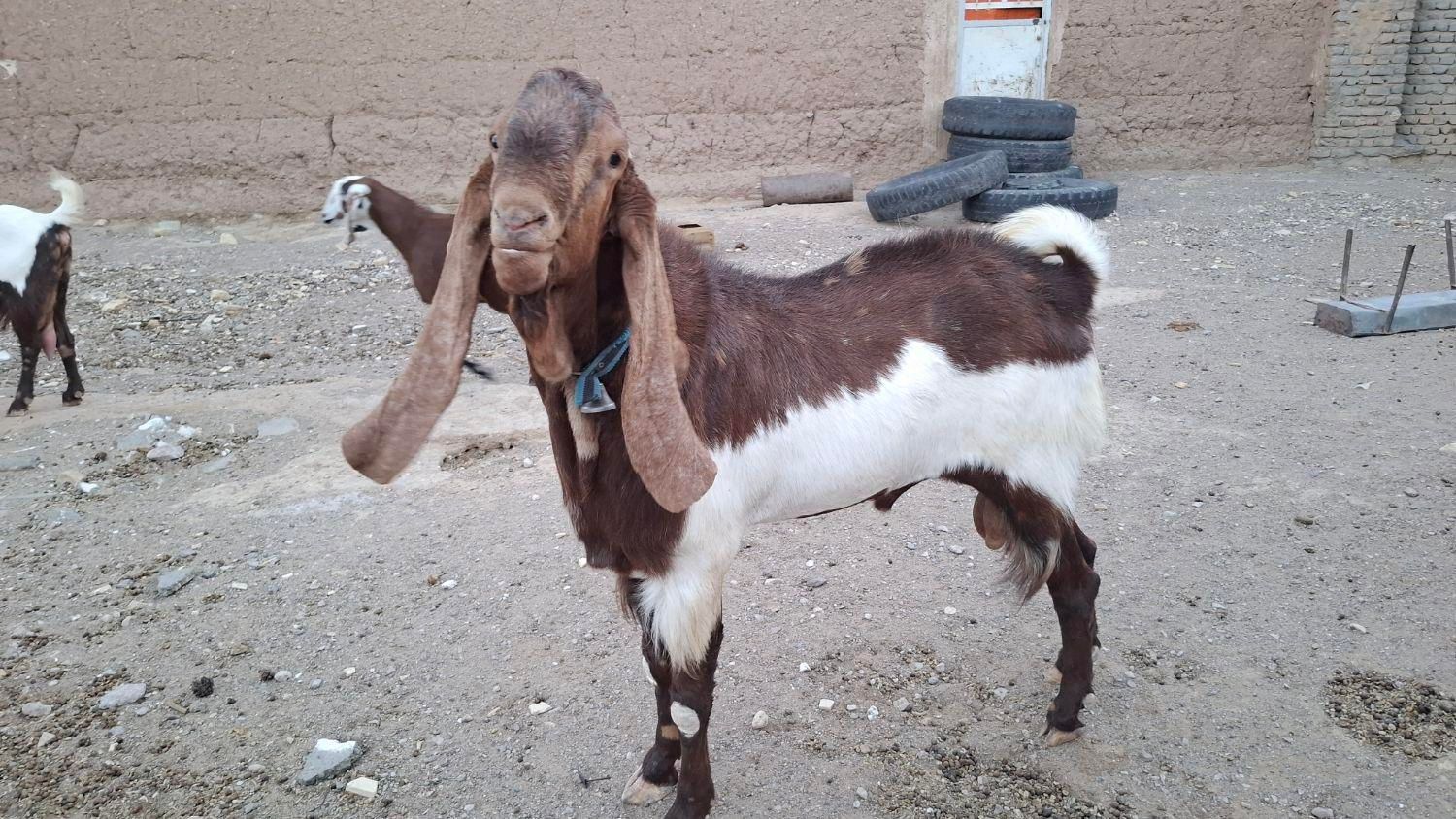 تکه گلابی گوش بلند|حیوانات مزرعه|خواف, |دیوار