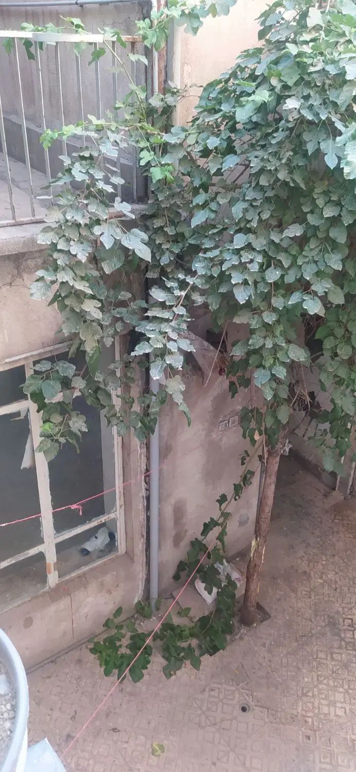 ویلایی ۱۰۸متری رنجبر مقابل فرهنگسرا۳طبقه باپارکینگ|فروش خانه و ویلا|تهران, هاشم‌آباد|دیوار
