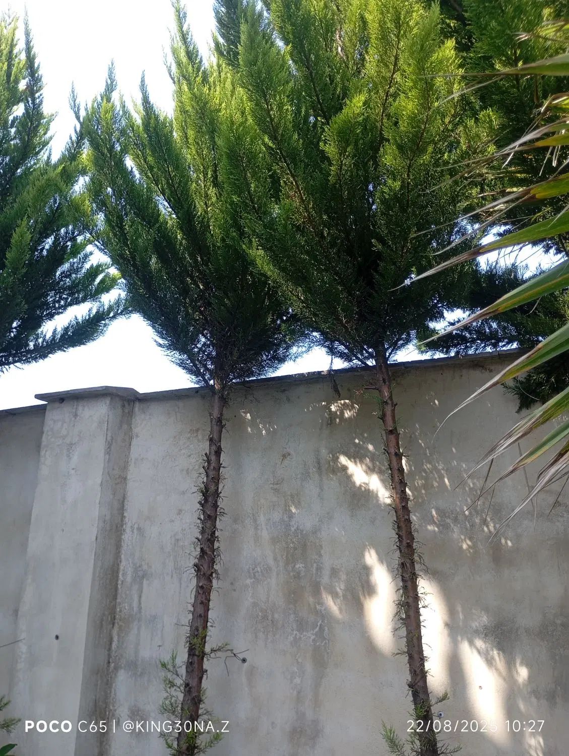 فروش 30 اصلحه کاج|گل و گیاه طبیعی|رشت, فلسطین|دیوار