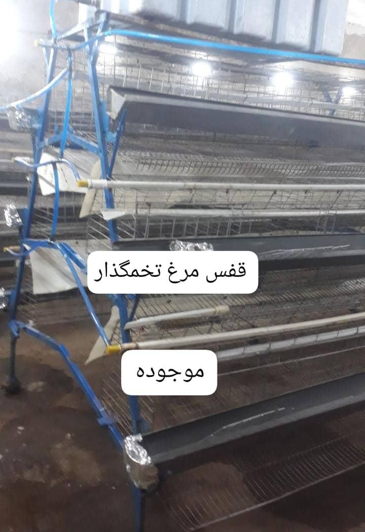 خریدوفروش لوازم مرغ گوشتی تخمگذار و مادر|عمده‌فروشی|برازجان, |دیوار