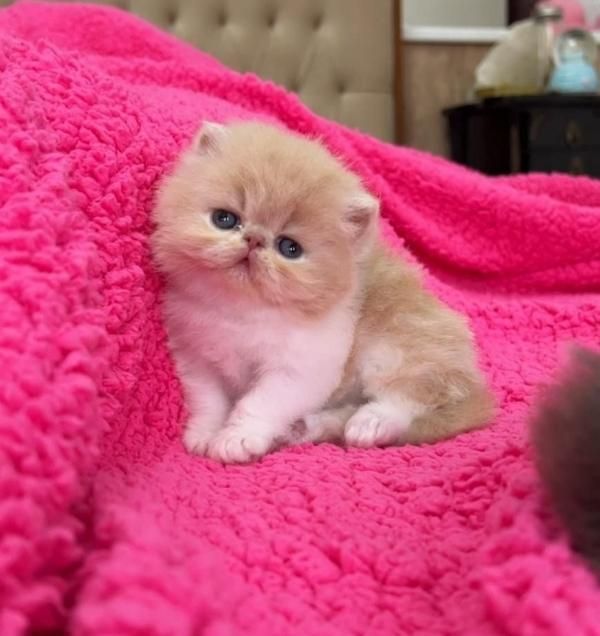 شهر گربه ی اشرافی شیراز|گربه|شیراز, ابیوردی|دیوار