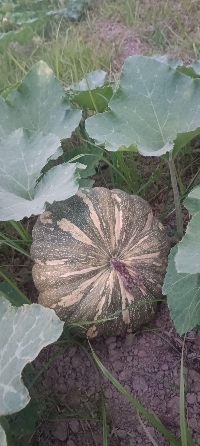 کدو محلی شیرین|خوردنی و آشامیدنی|رشت, پارک شهر|دیوار