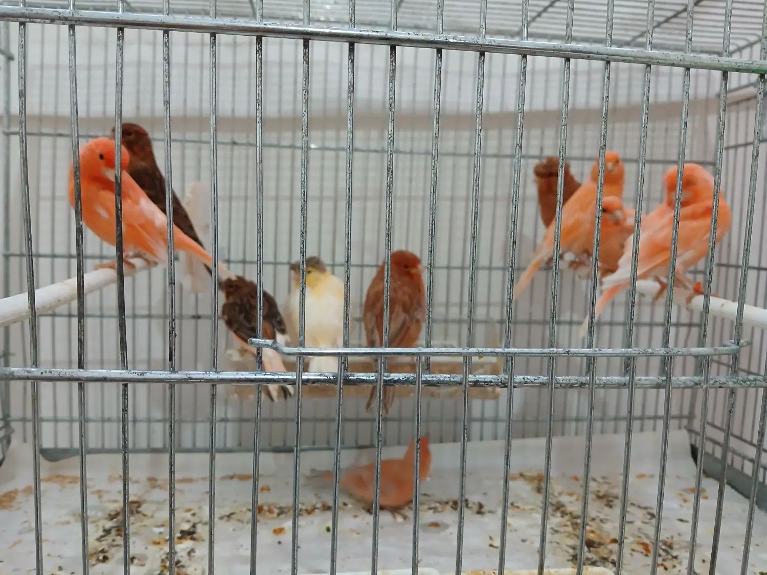 قناری ۹ ماهه قرمز و موزایکی و سوخته ای|پرنده|اصفهان, آفاران|دیوار