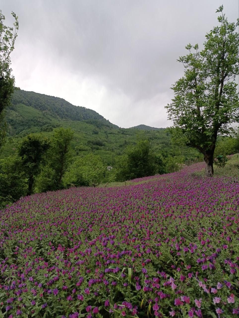 گل گاو زبان اشکور|خوردنی و آشامیدنی|لنگرود, |دیوار