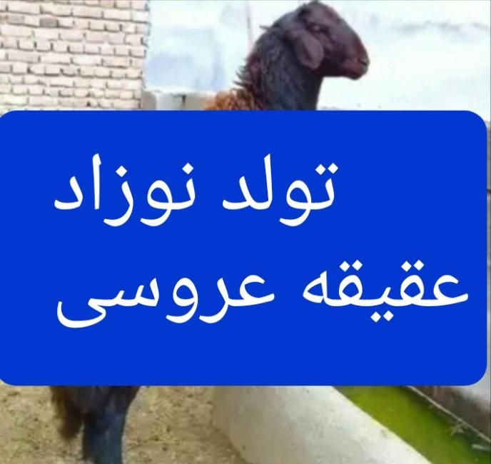 گوسفند زنده ++پاسداران نارمک تهرانپارس شرقی حکیمیه|حیوانات مزرعه|تهران, نیروی هوایی (پیروزی)|دیوار
