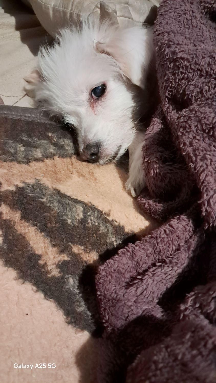 سگ گمشده|حیوانات|کرج, گوهردشت|دیوار