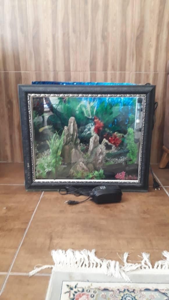 آکواریوم|ماهی|شیراز, پانصد دستگاه ارتش|دیوار