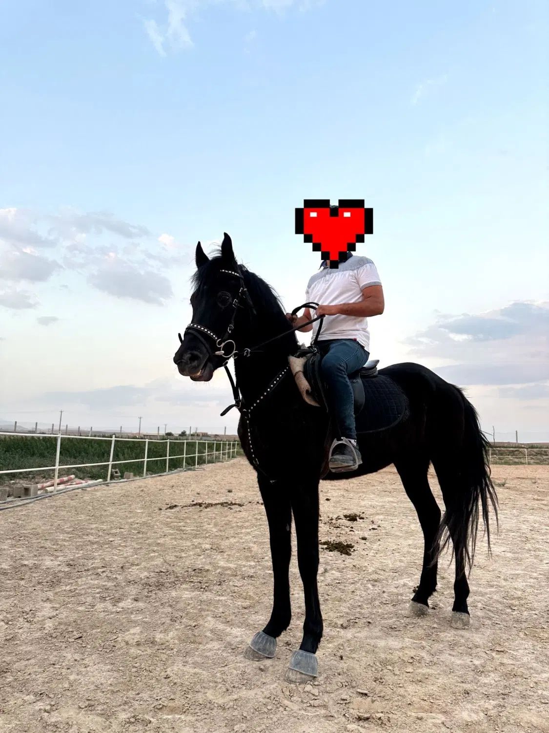 اسب مشکی|اسب و تجهیزات اسب‌سواری|تهران, پونک|دیوار