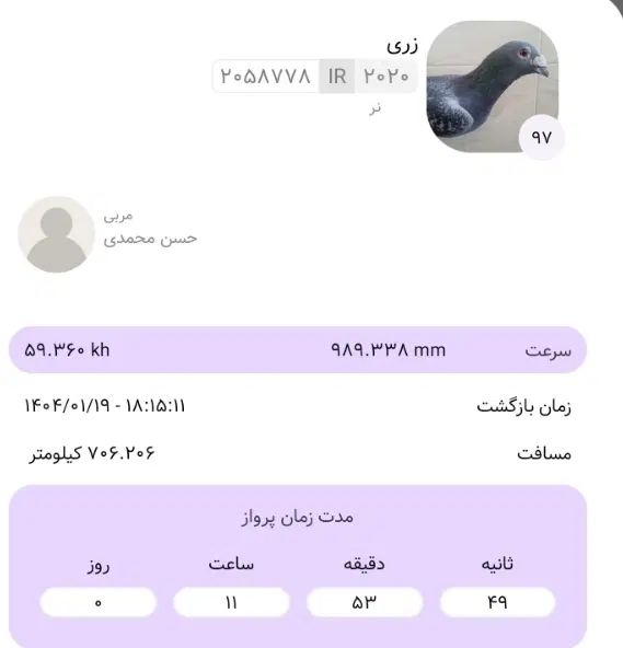 کبوتر مصافتی مسابقه دهنده پلاکی شناسنامه دار|پرنده|اصفهان, سپاهان‌شهر|دیوار