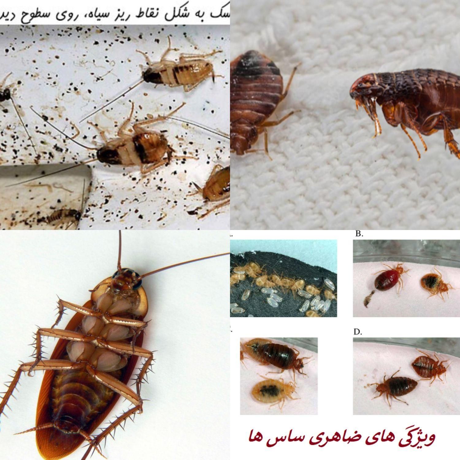 سمپاشی سوسک ساس دریک مرحله یک سال ضمانت سم پاشی|خدمات نظافت|تهران, فلسطین (میدان انقلاب)|دیوار