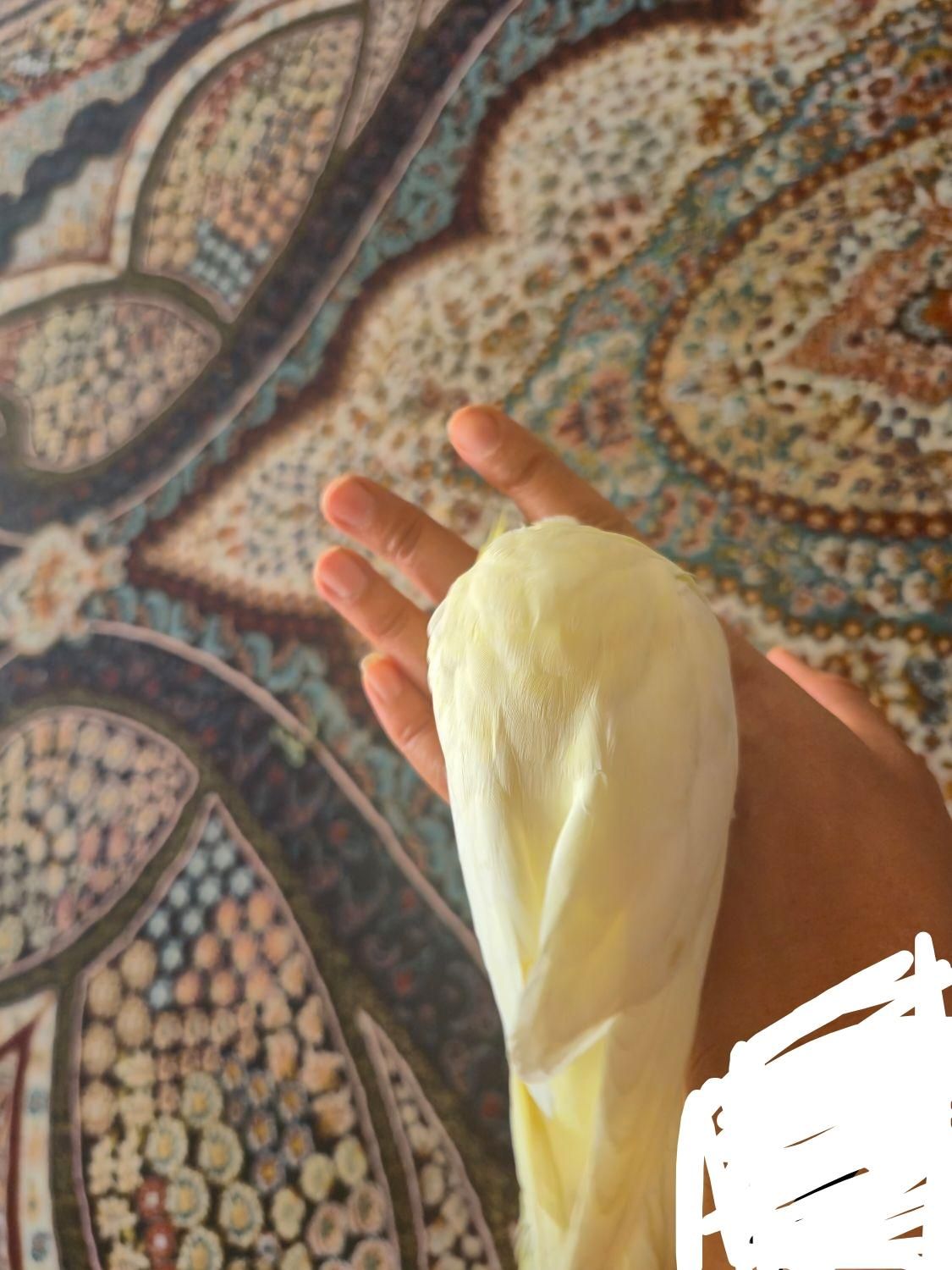 فوق دستی|پرنده|اصفهان, قائمیه|دیوار