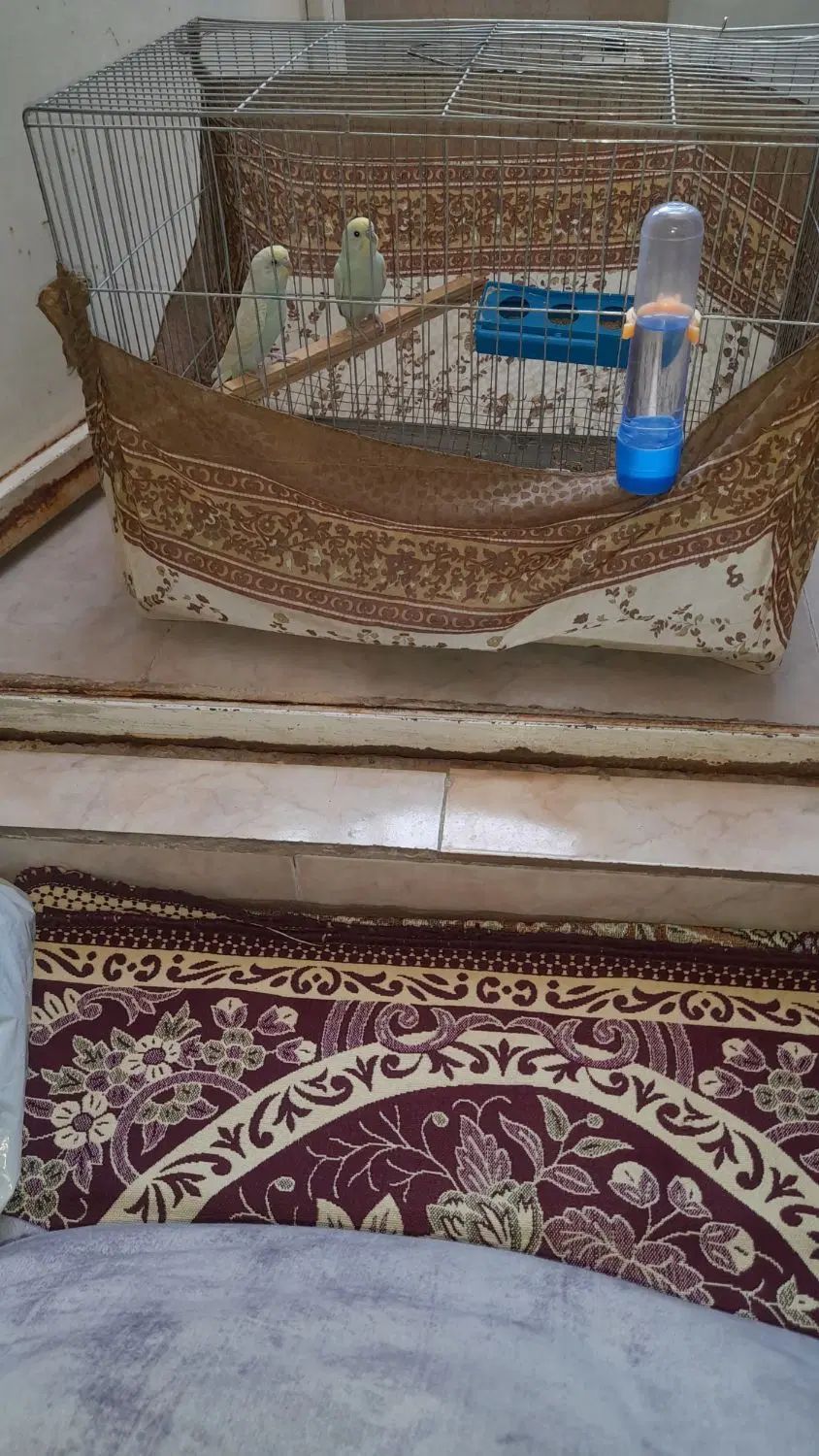 مرغ عشق|پرنده|تهران, شکوفه (عبدل آباد)|دیوار