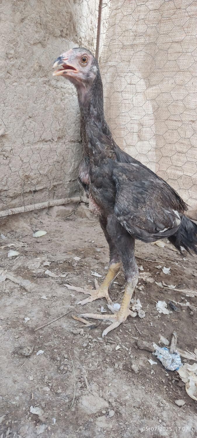 جوجه لاری گم شده|اشیا|زابل, |دیوار