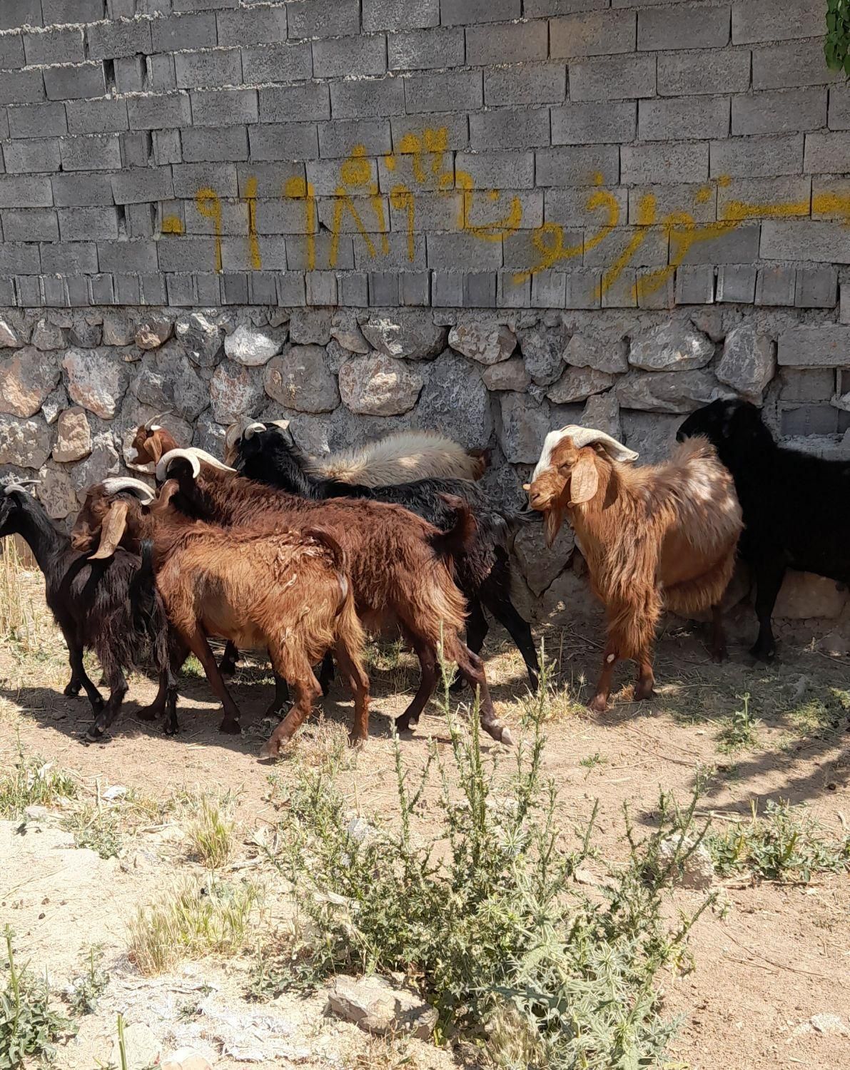 بز نر و ماده گوشتی|حیوانات مزرعه|رودهن, |دیوار