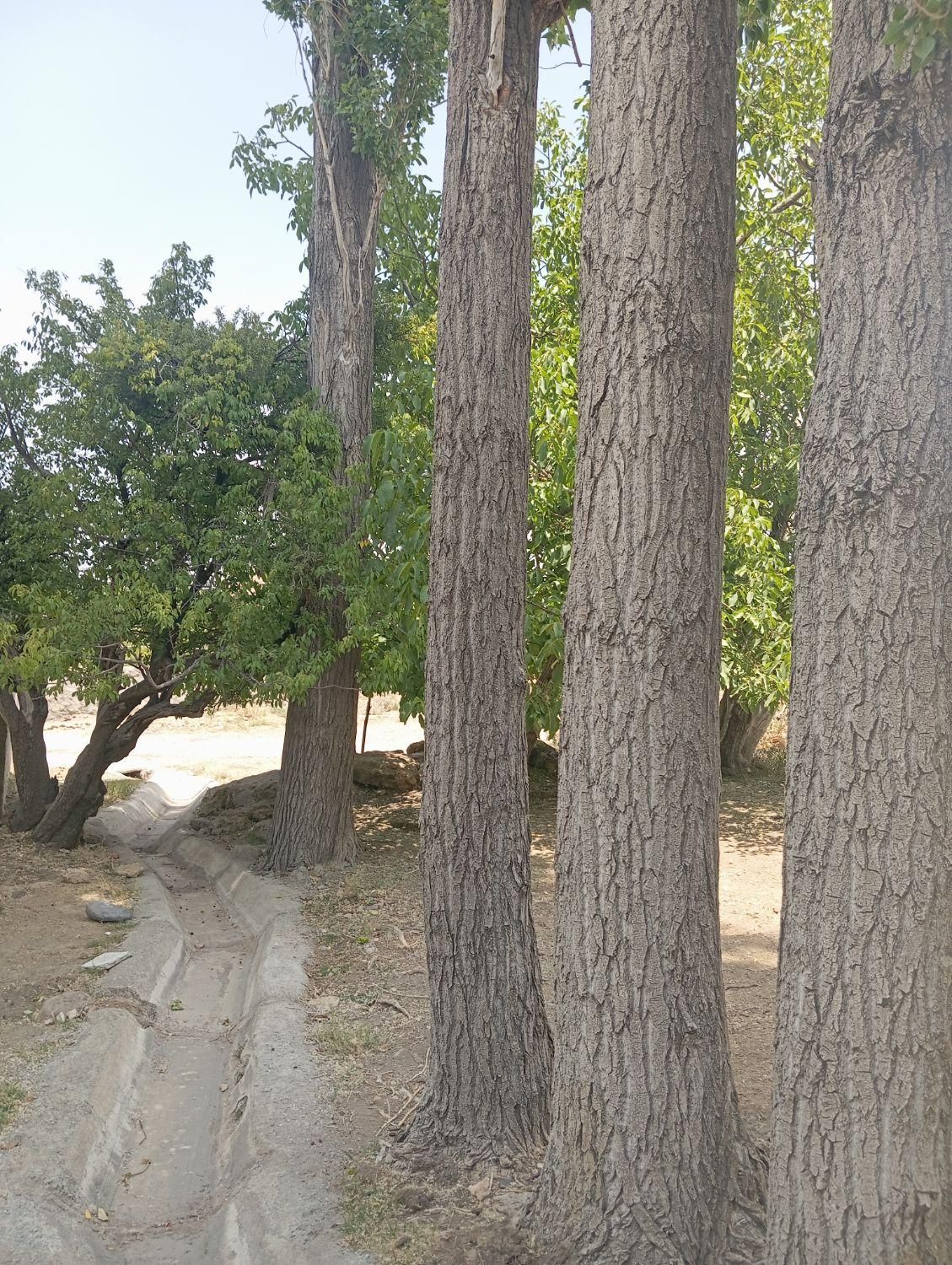 خرید انواع چوب باغی با قیمت مناسب|خدمات باغبانی و درختکاری|بافت, |دیوار