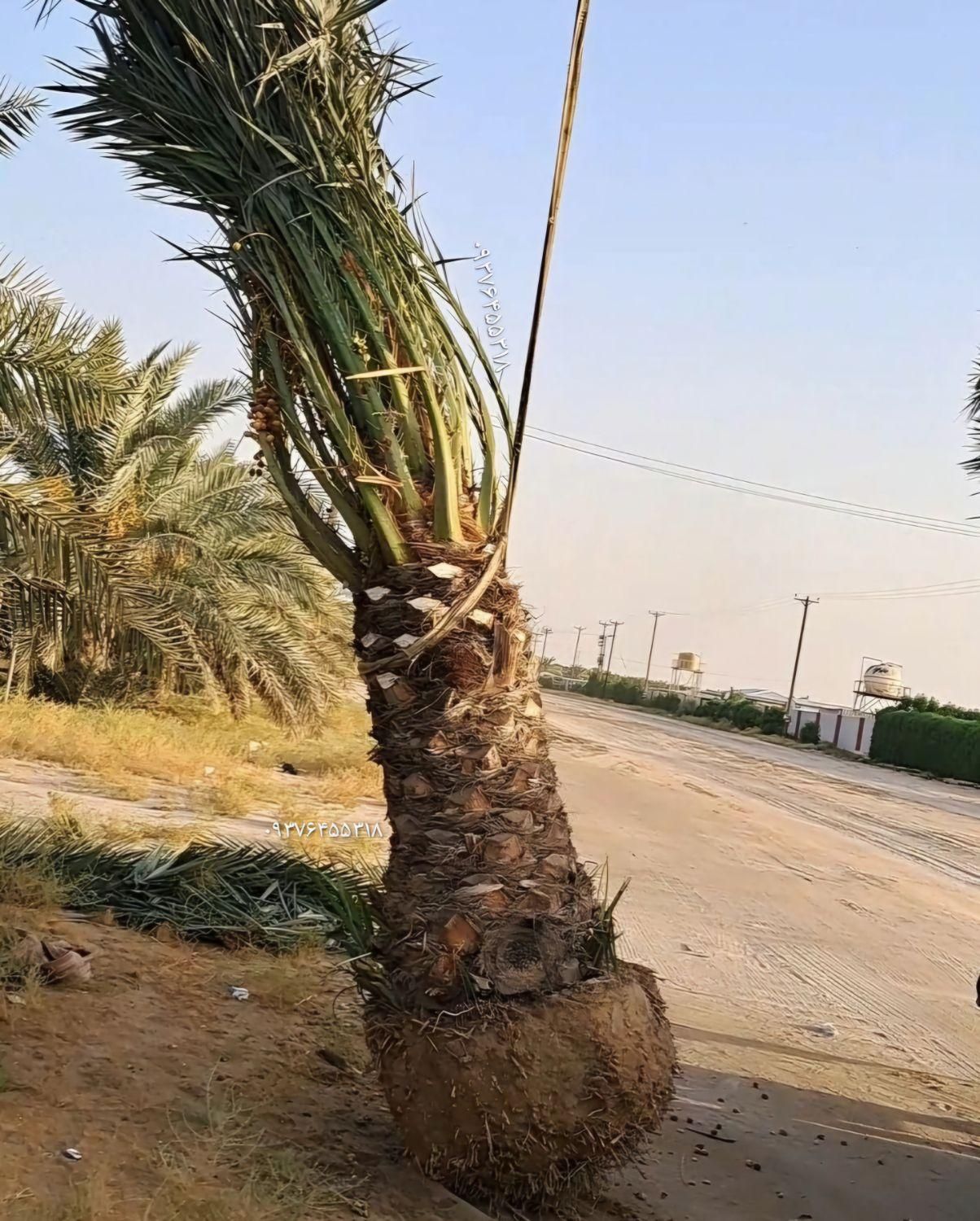 نیشکر نخل خرما انبه برحی درخت نهال قهوه|گل و گیاه طبیعی|کارون, |دیوار