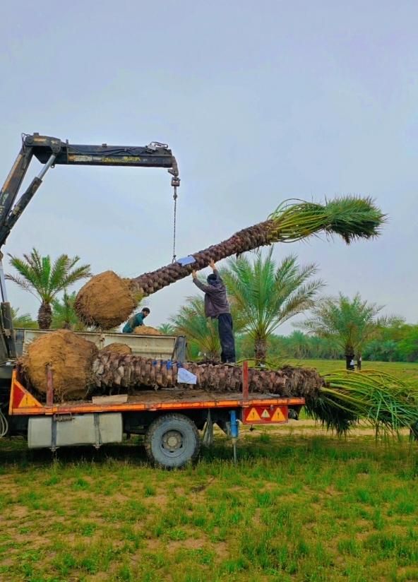 ذخیره گاه ژنتیکی نخل پالم فنیکس مرکز تحقیقات جهاد|خدمات باغبانی و درختکاری|قم, دورشهر|دیوار