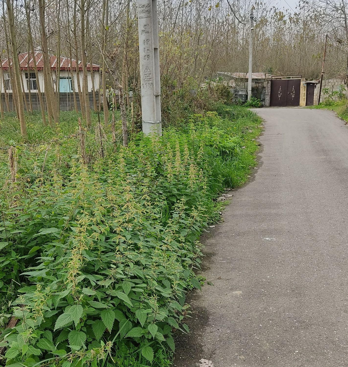 زمین داخل طرح هادی ضیابر|فروش زمین و ملک کلنگی|ضیابر, |دیوار