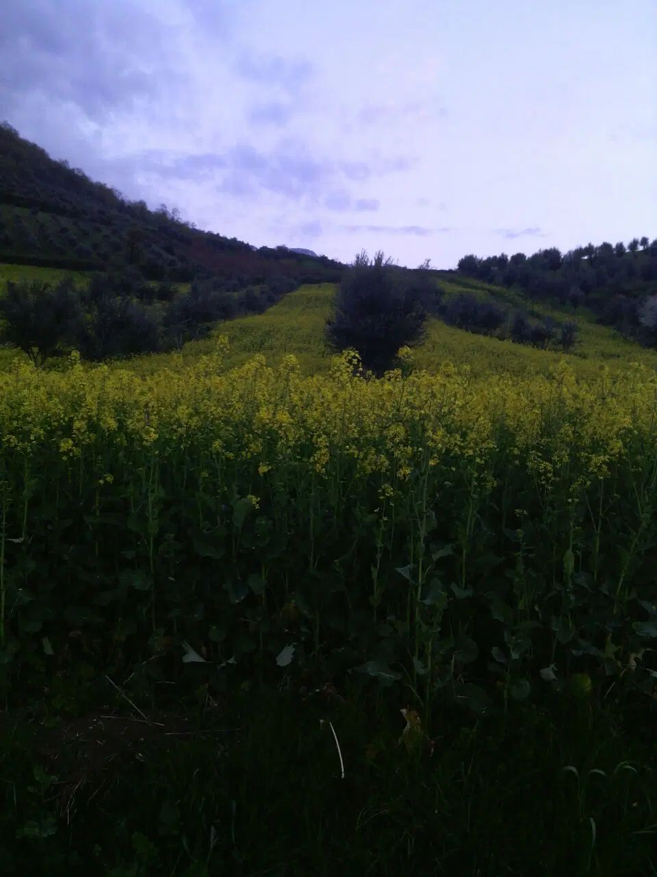 زمین کشاورزی روستای مرزبن قابل معاوضه آپارتمان|فروش دفتر صنعتی، کشاورزی، تجاری|گنبد کاووس, |دیوار