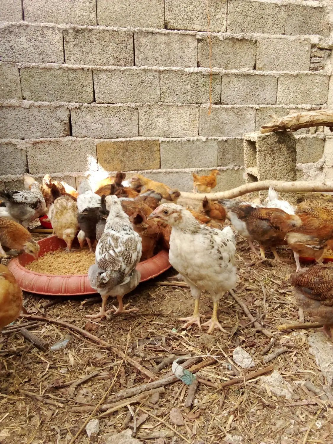 نیمچه گلپایگان اصلاح نژادشده. درجه یک|حیوانات مزرعه|رشت, لاکان|دیوار