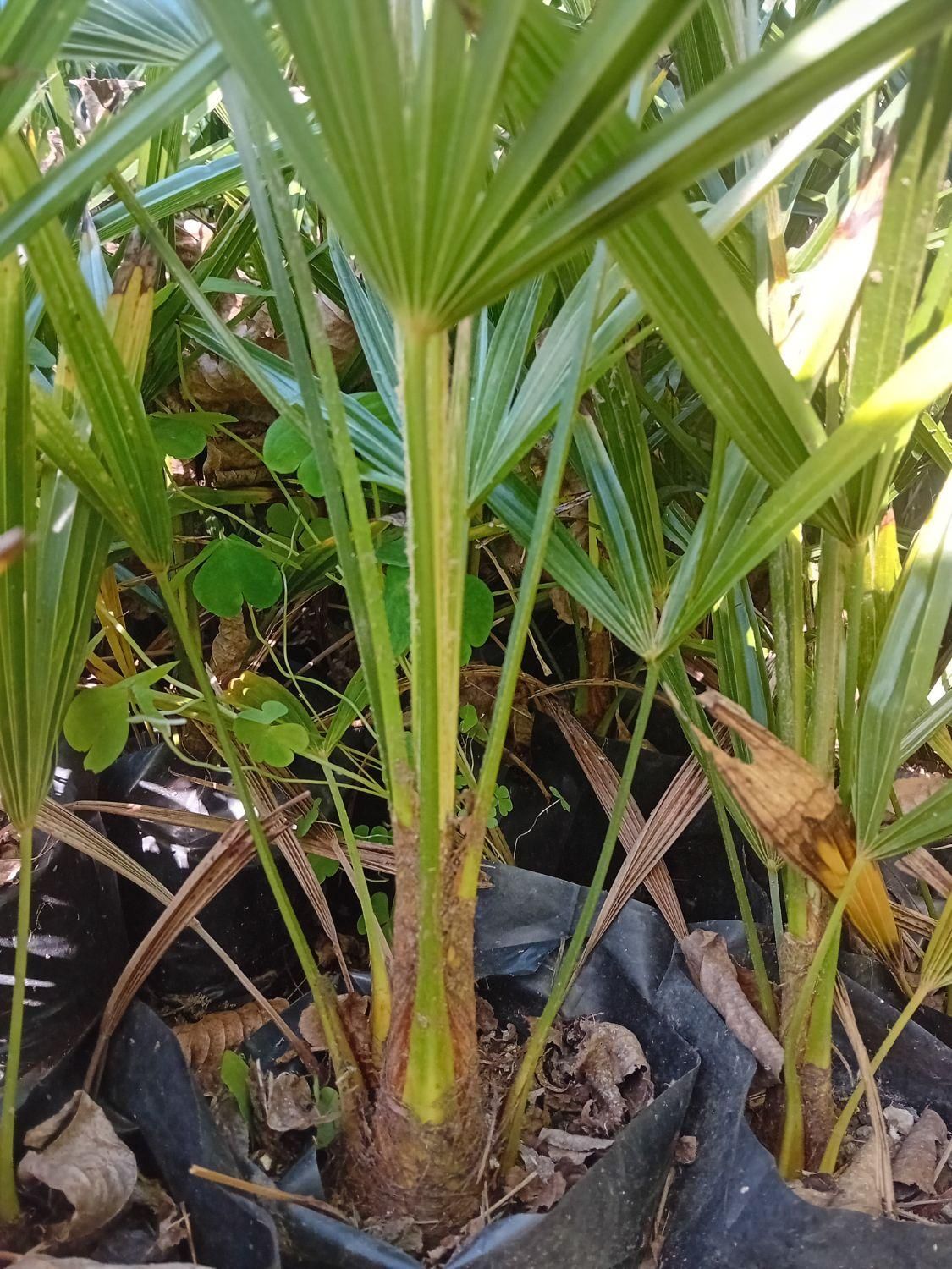 پالم لاتانیا ریشه پرس|گل و گیاه طبیعی|رامسر, |دیوار