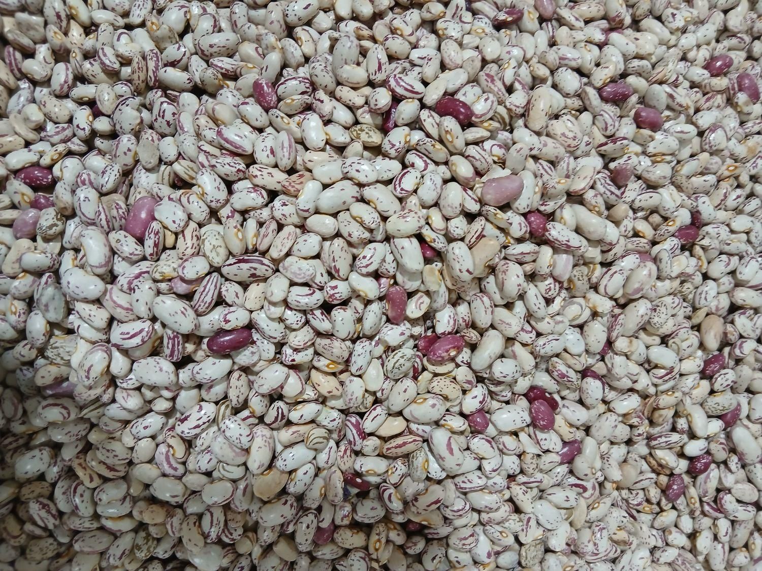 فروش لوبیا چیتی درجه یک|خوردنی و آشامیدنی|خان ببین, |دیوار