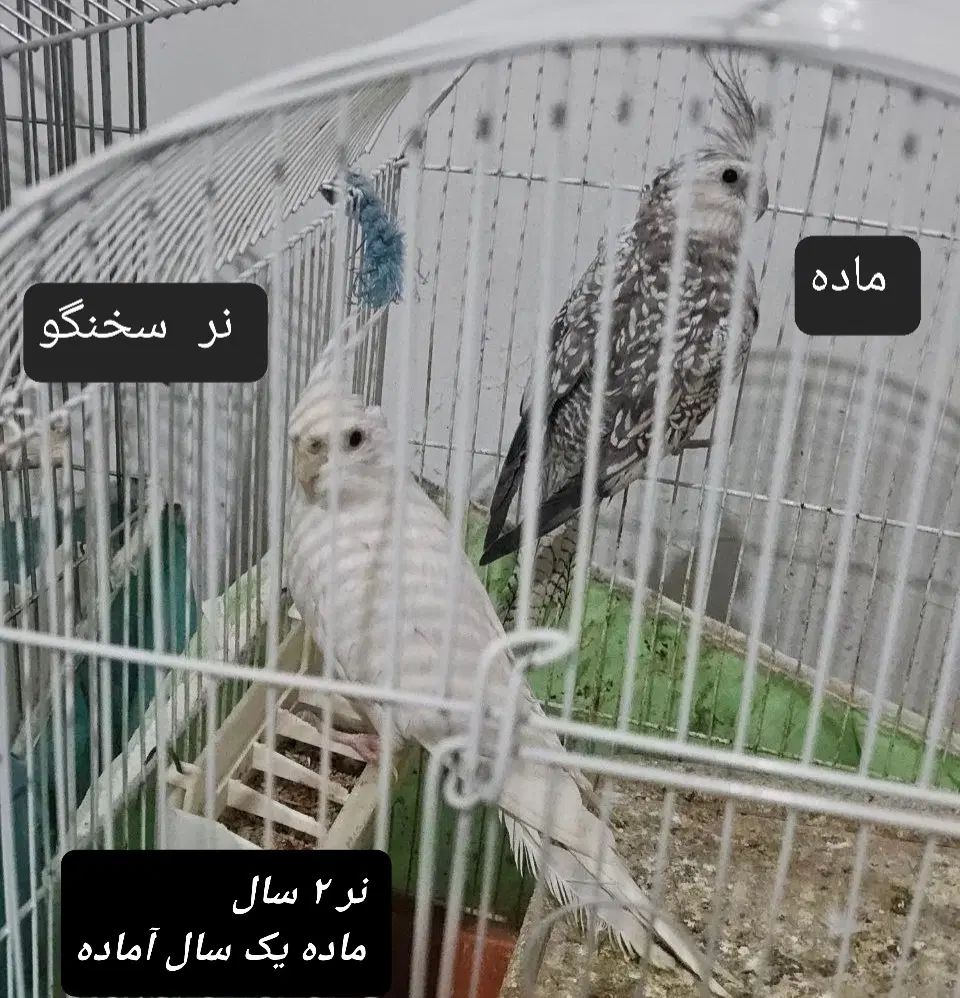 طوطی عروس هلندی لوتینو آلبینو ایزابلا دوکت۳تا۲۴ماه|پرنده|رشت, بلوار گیلان|دیوار