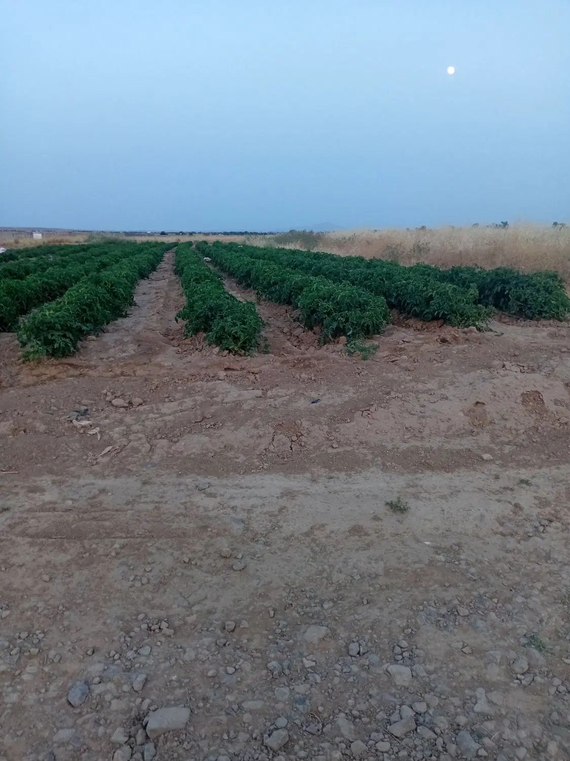 کارکر ساده|خدمات باغبانی و درختکاری|مشهد, توس (بلوار توس)|دیوار