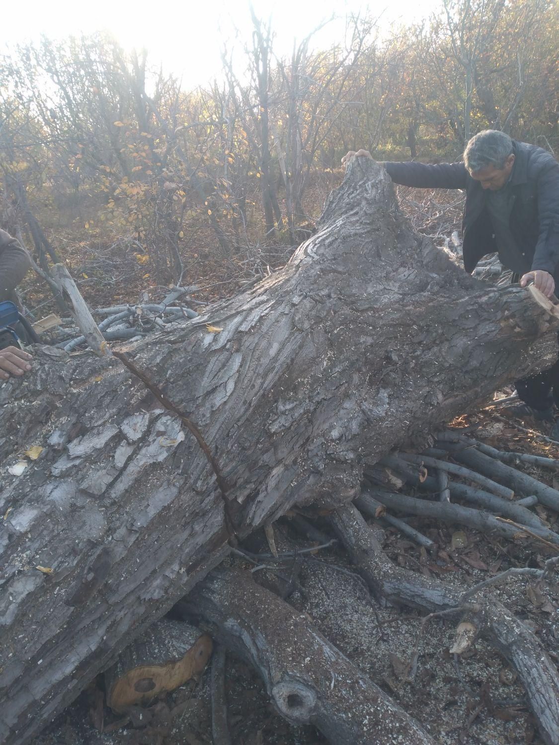 سلام خریدار انواع مختلف درخت|خدمات باغبانی و درختکاری|ارومیه, |دیوار