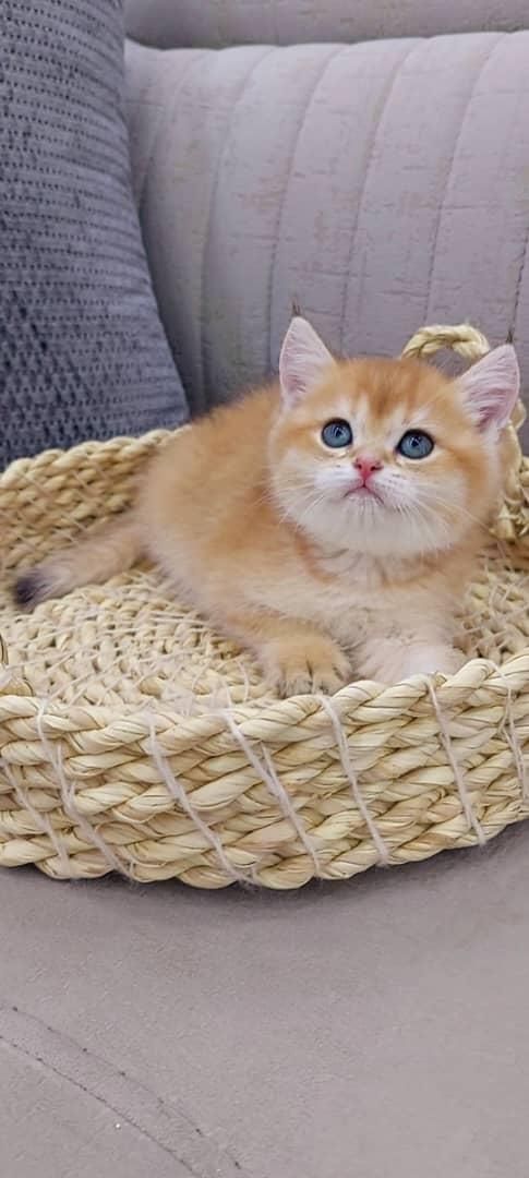 مجموعه گربههای زیبا و بغلی (پرشین اسکاتیش بریتیش)|گربه|اهواز, کیانپارس |دیوار