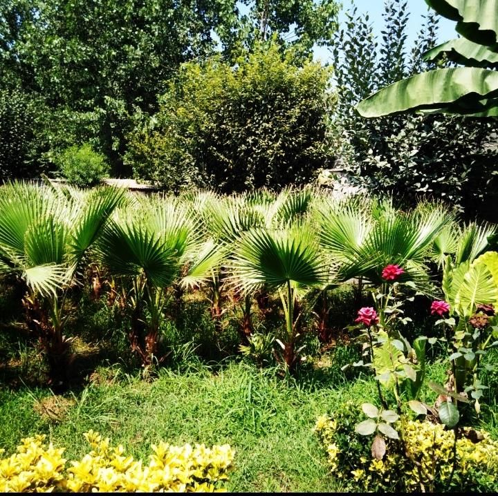 پالم واشنگتن|گل و گیاه طبیعی|رشت, یخسازی|دیوار
