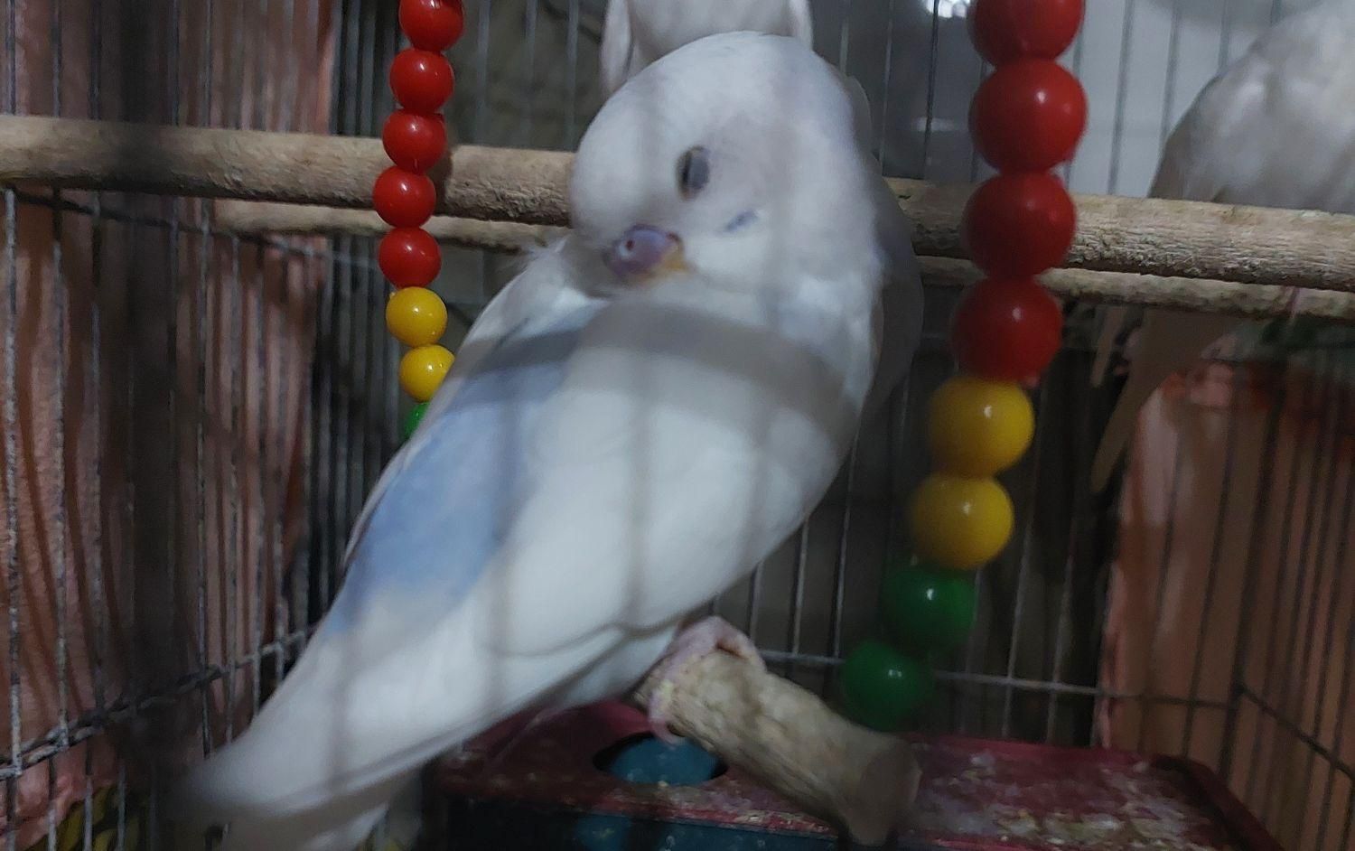 فروش مرغ عشق بالغ سفید کمر آبی دستی|پرنده|زرقان, |دیوار