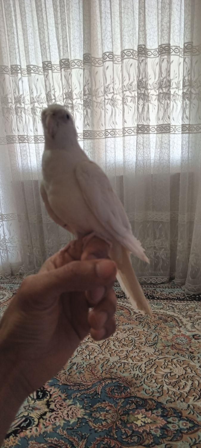 عروس البینو جوجه و بالغ|پرنده|هشتگرد, |دیوار