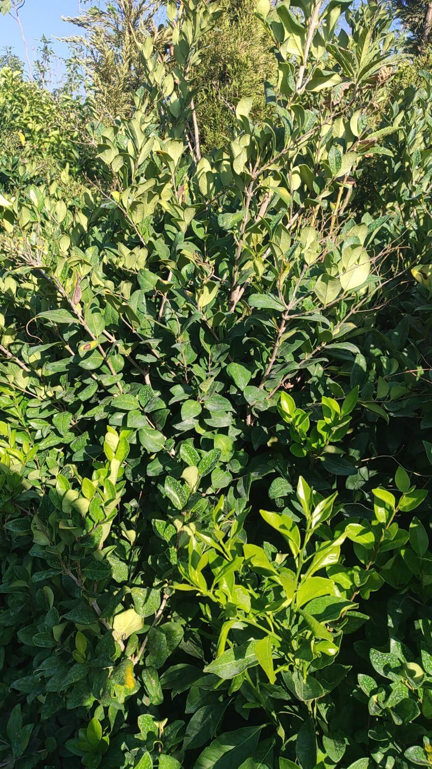 درختچه یاس هلندی|خدمات باغبانی و درختکاری|فلاورجان, |دیوار