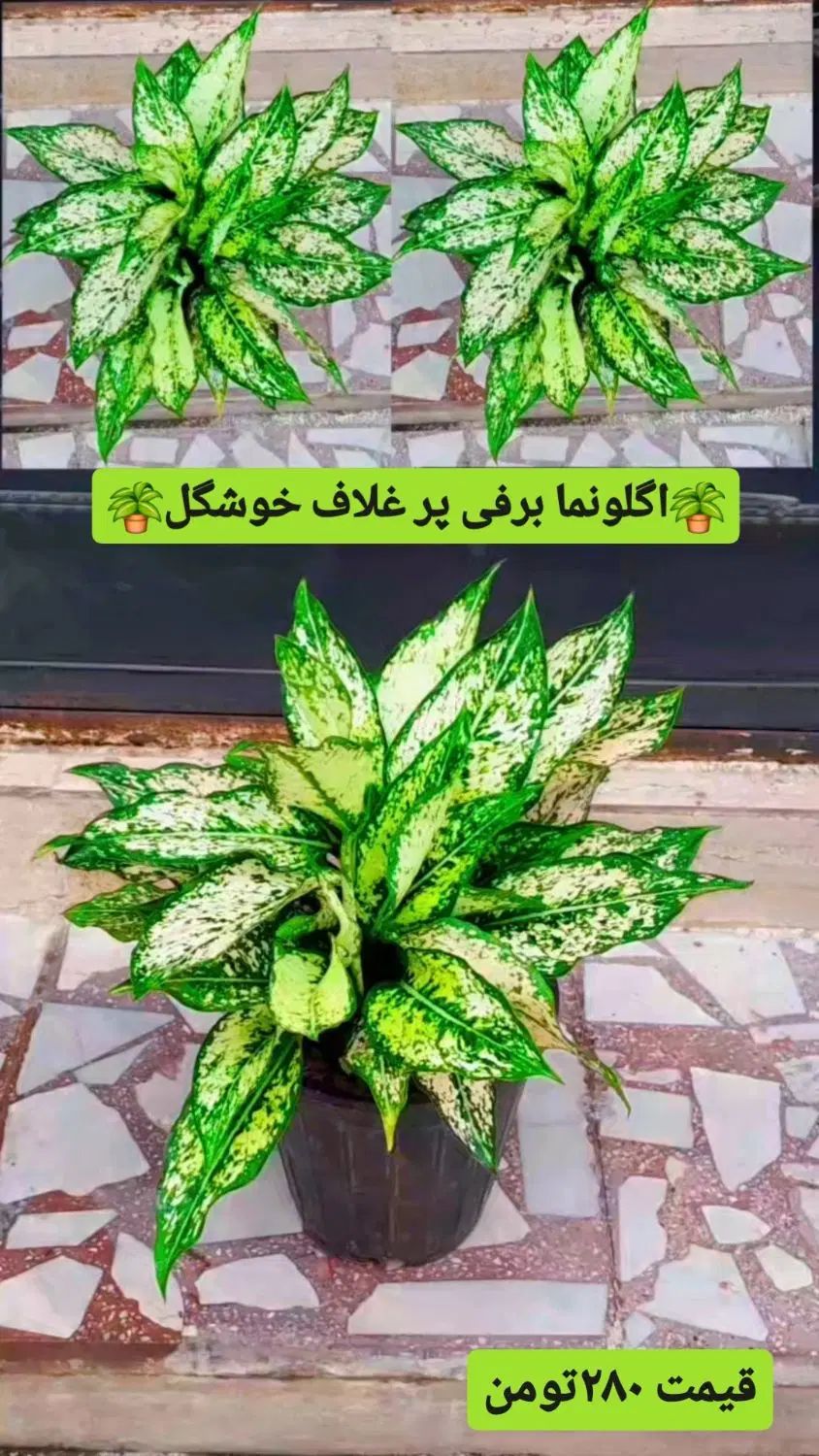فروش گل و گیاه طبیعی|گل و گیاه طبیعی|رشت, عینک|دیوار