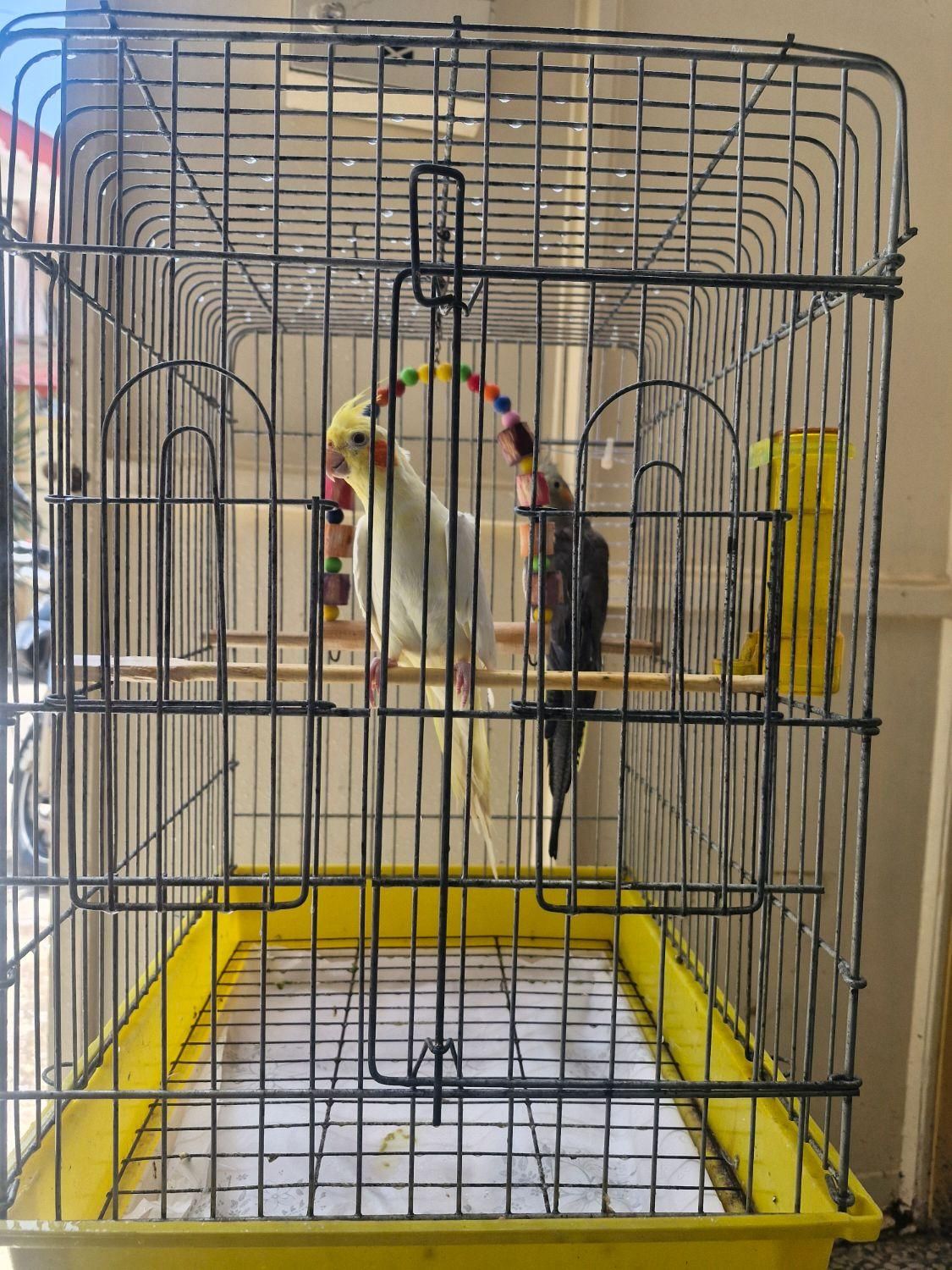 عروس هلندی سخنگو نر و ماده با قفس|پرنده|آستانه اشرفیه, |دیوار