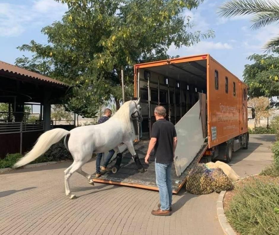 اسبکش های ۲ و ۴ اسبه ایمن پادوک|اسب و تجهیزات اسب‌سواری|تهران, چیتگر جنوبی|دیوار