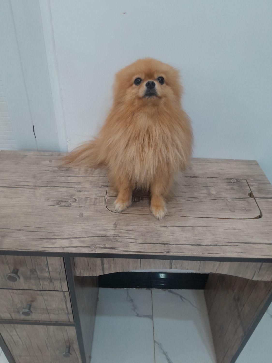 پامر خرسی نر برای جفت زدن و فروشی نیست|سگ|شیراز, پودنک|دیوار